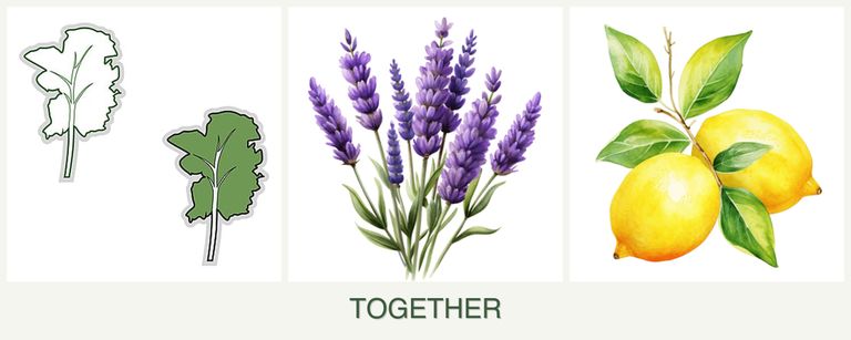 Can you plant kale, lavender and lemons together?