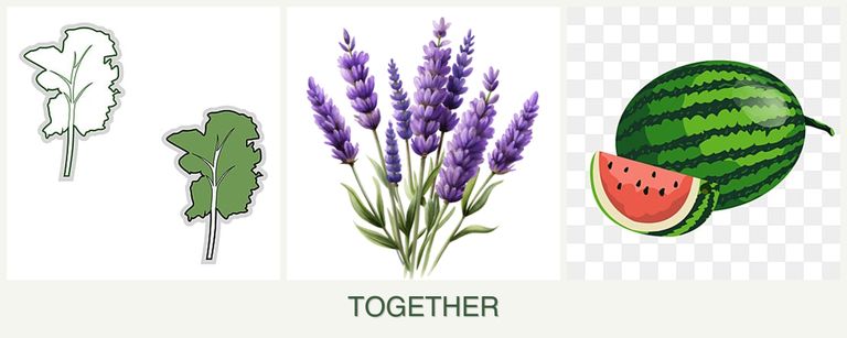 Can you plant kale, lavender and melons together?