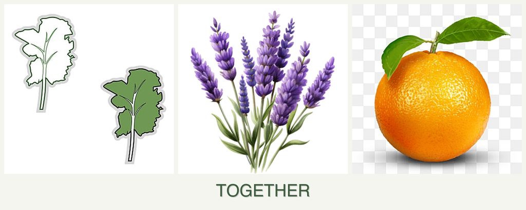 Can you plant kale, lavender and oranges together?