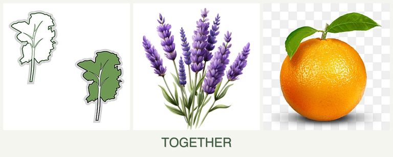 Can you plant kale, lavender and oranges together?