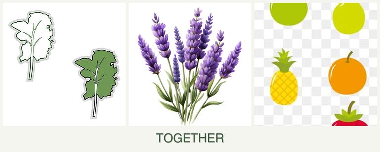Can you plant kale, lavender and pears together?