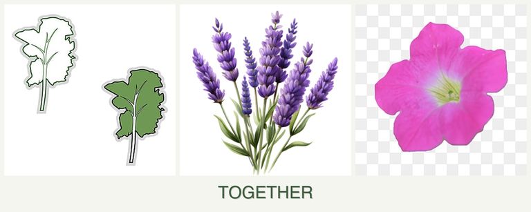 Can you plant kale, lavender and petunias together?