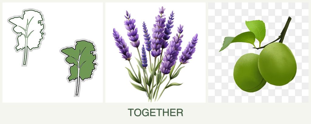 Can you plant kale, lavender and plums together?