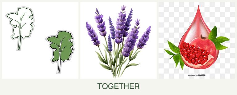 Can you plant kale, lavender and pomegranates together?