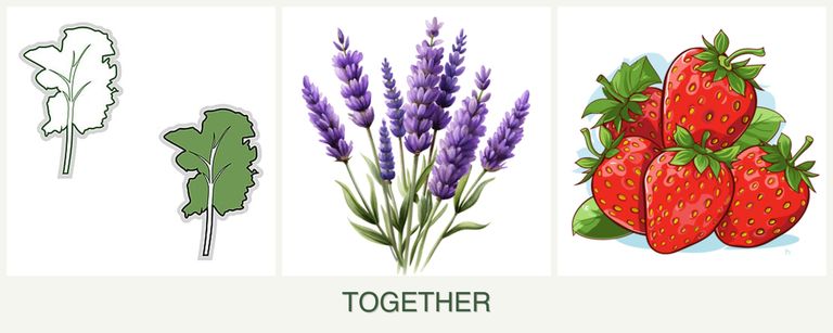 Can you plant kale, lavender and strawberries together?