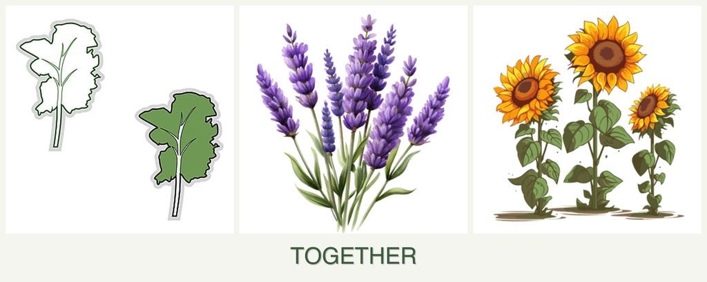 Can you plant kale, lavender and sunflowers together?