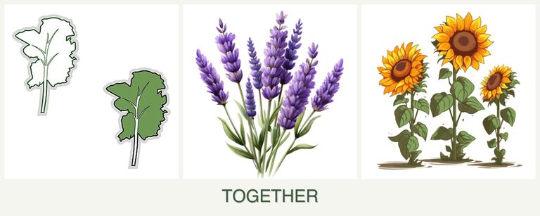 Can you plant kale, lavender and sunflowers together?