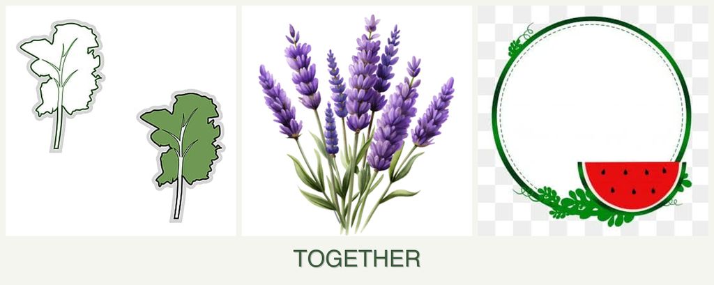 Can you plant kale, lavender and watermelons together?