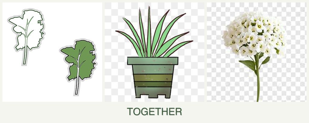 Can you plant kale, lemongrass and alyssum together?