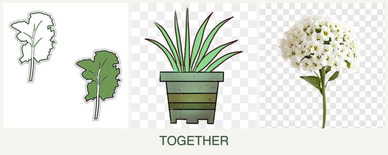 Can you plant kale, lemongrass and alyssum together?