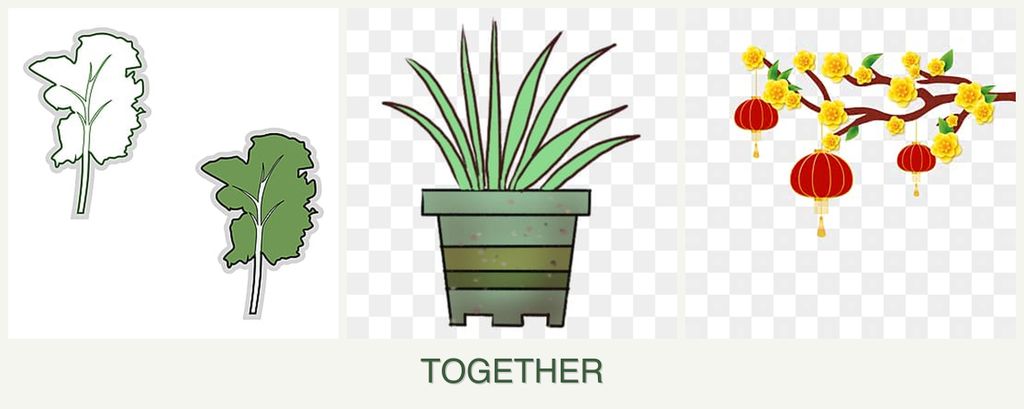 Can you plant kale, lemongrass and apricots together?