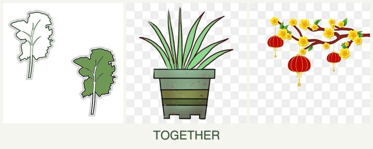 Can you plant kale, lemongrass and apricots together?