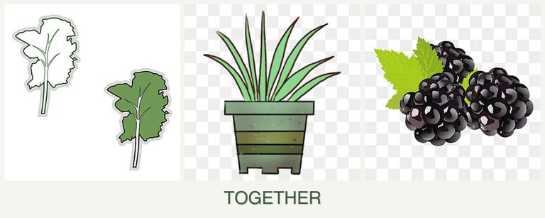 Can you plant kale, lemongrass and blackberries together?