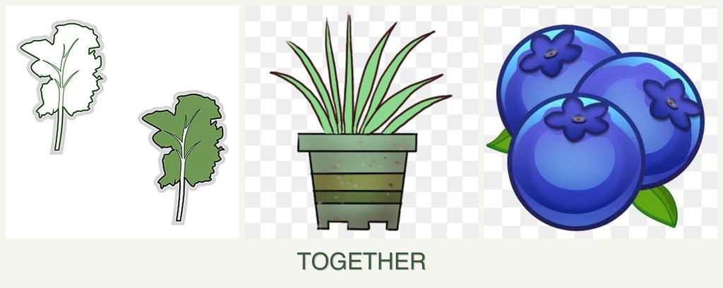 Can you plant kale, lemongrass and blueberries together?