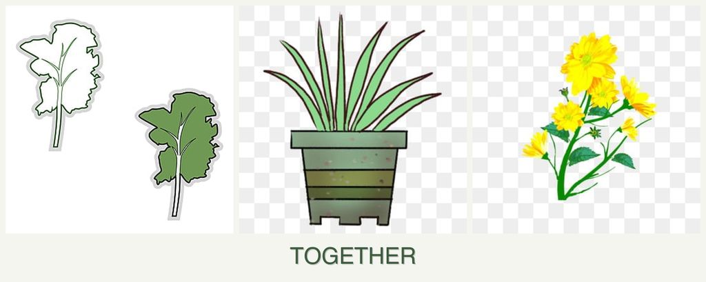 Can you plant kale, lemongrass and calendula together?