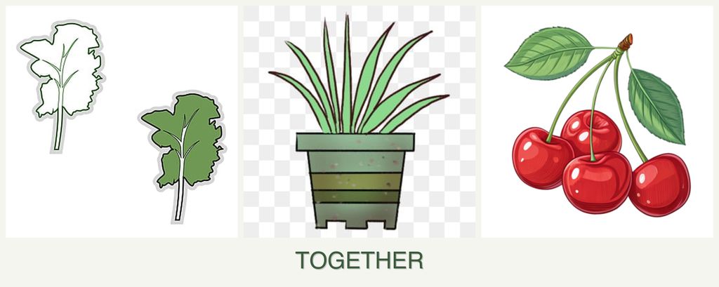 Can you plant kale, lemongrass and cherries together?