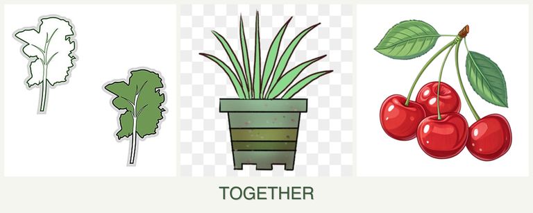 Can you plant kale, lemongrass and cherries together?