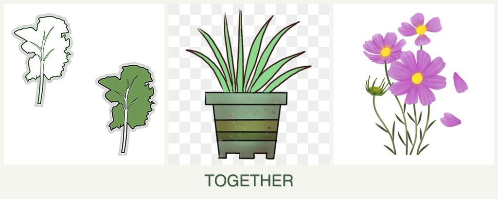 Can you plant kale, lemongrass and cosmos together?