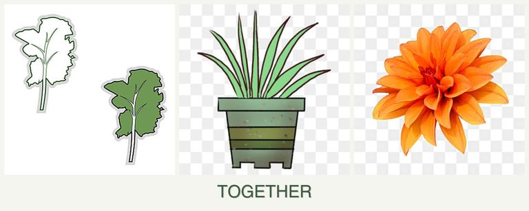 Can you plant kale, lemongrass and dahlias together?
