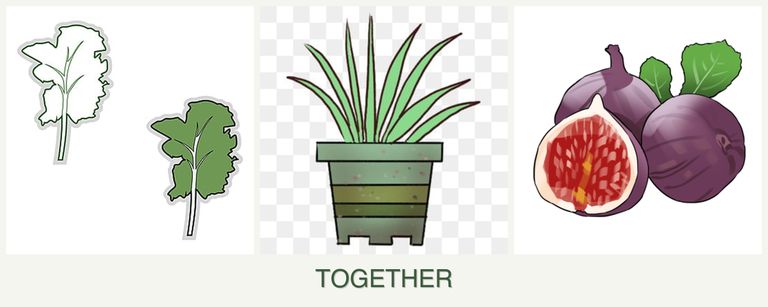 Can you plant kale, lemongrass and figs together?