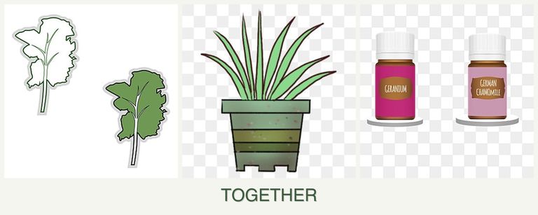 Can you plant kale, lemongrass and geraniums together?