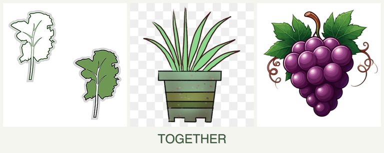 Can you plant kale, lemongrass and grapes together?