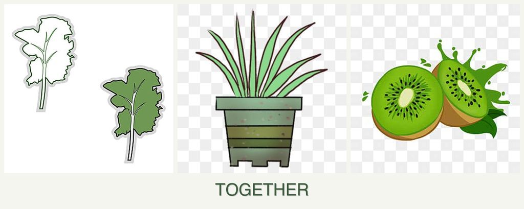 Can you plant kale, lemongrass and kiwi together?