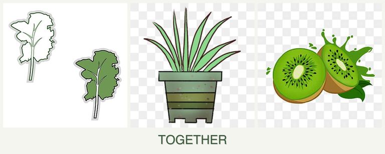 Can you plant kale, lemongrass and kiwi together?