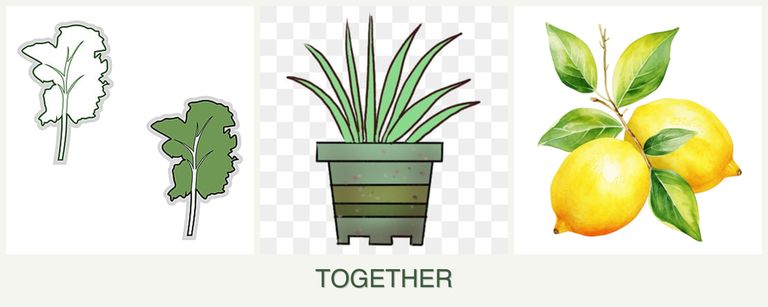 Can you plant kale, lemongrass and lemons together?