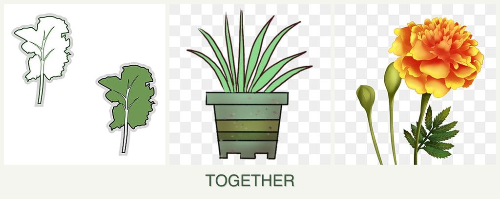 Can you plant kale, lemongrass and marigolds together?