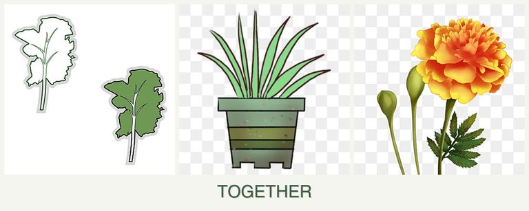 Can you plant kale, lemongrass and marigolds together?