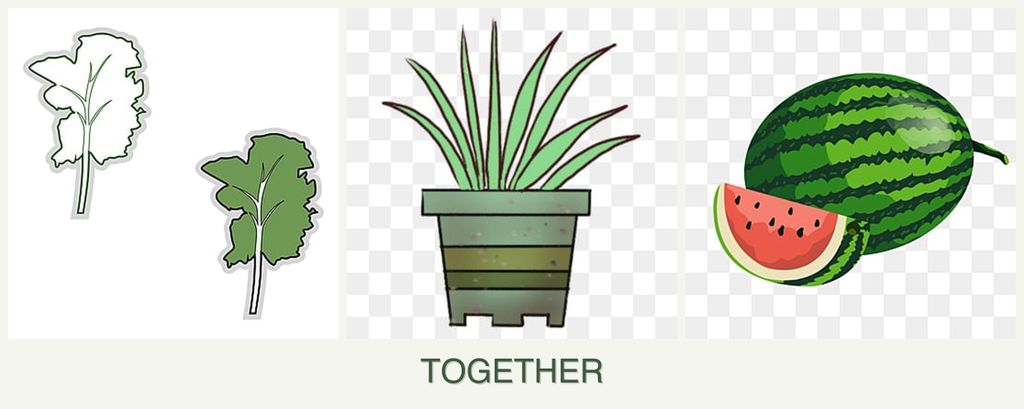 Can you plant kale, lemongrass and melons together?