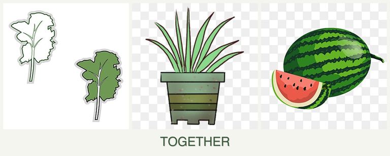 Can you plant kale, lemongrass and melons together?