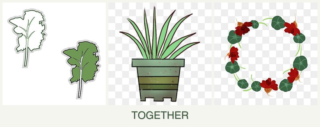 Can you plant kale, lemongrass and nasturtiums together?