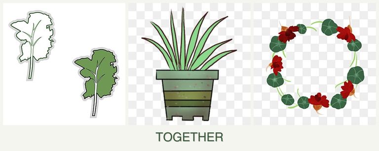 Can you plant kale, lemongrass and nasturtiums together?