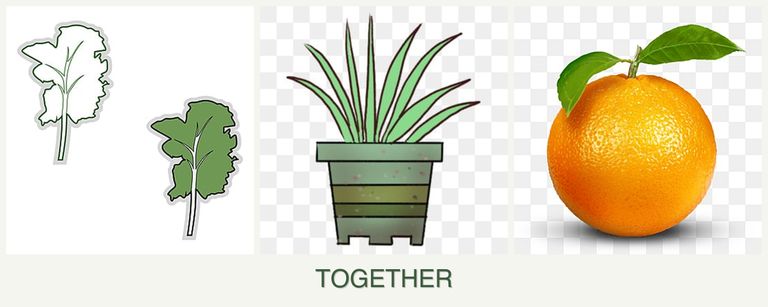 Can you plant kale, lemongrass and oranges together?