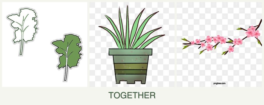 Can you plant kale, lemongrass and peaches together?