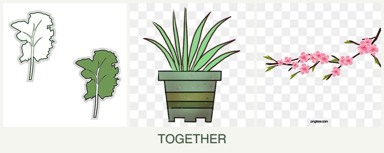 Can you plant kale, lemongrass and peaches together?
