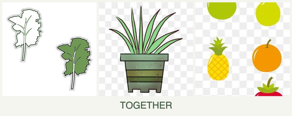 Can you plant kale, lemongrass and pears together?