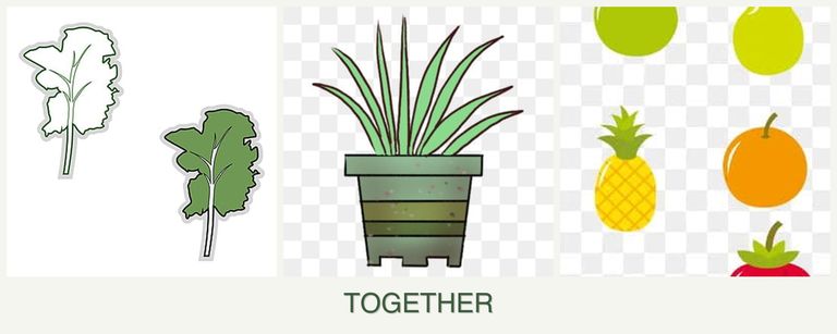 Can you plant kale, lemongrass and pears together?