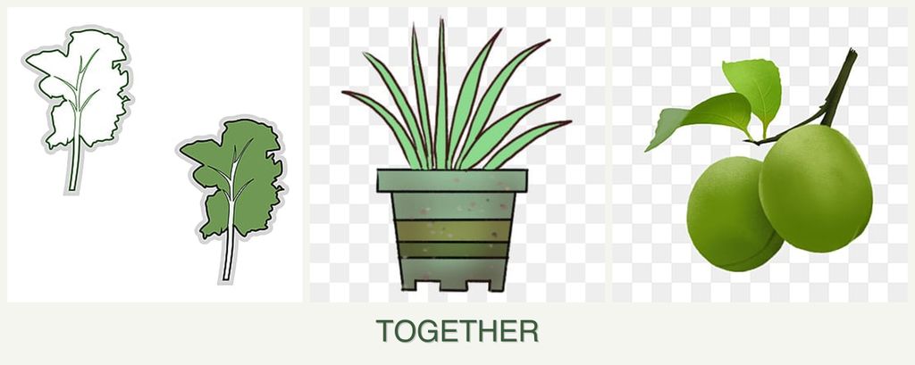 Can you plant kale, lemongrass and plums together?
