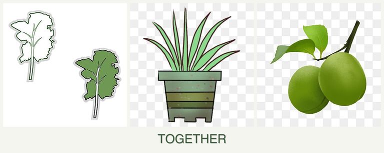 Can you plant kale, lemongrass and plums together?