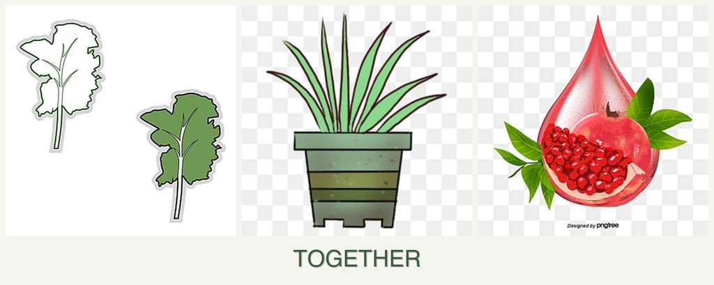 Can you plant kale, lemongrass and pomegranates together?