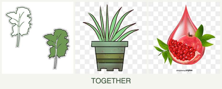 Can you plant kale, lemongrass and pomegranates together?