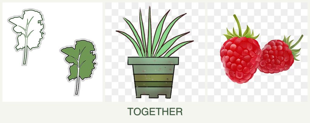 Can you plant kale, lemongrass and raspberries together?