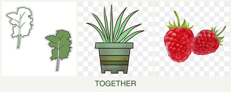 Can you plant kale, lemongrass and raspberries together?