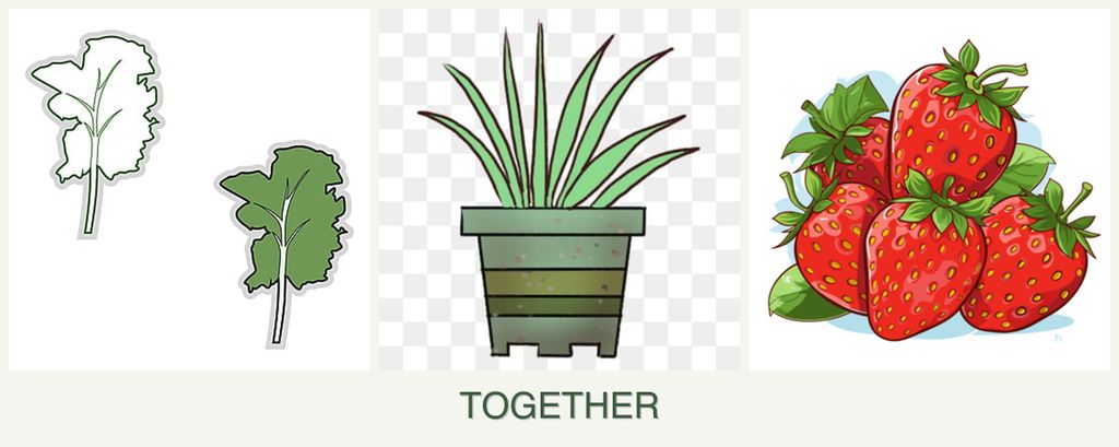 Can you plant kale, lemongrass and strawberries together?