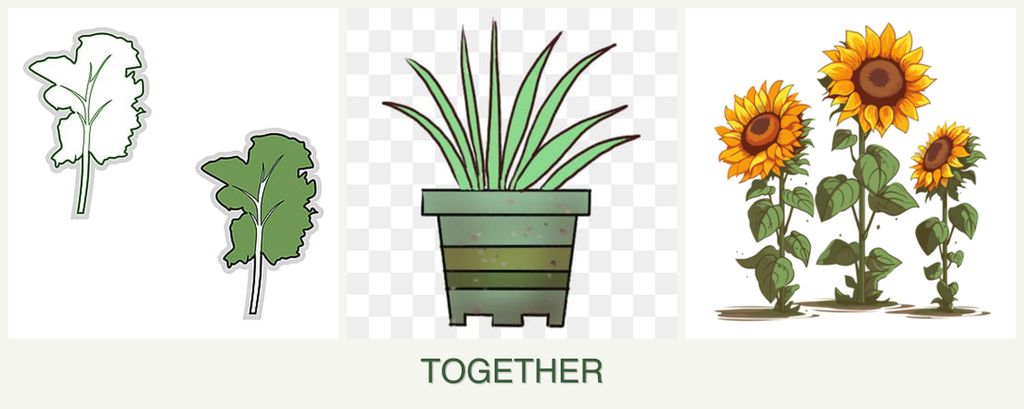 Can you plant kale, lemongrass and sunflowers together?