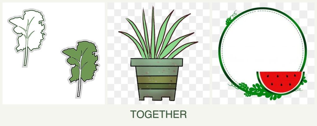 Can you plant kale, lemongrass and watermelons together?