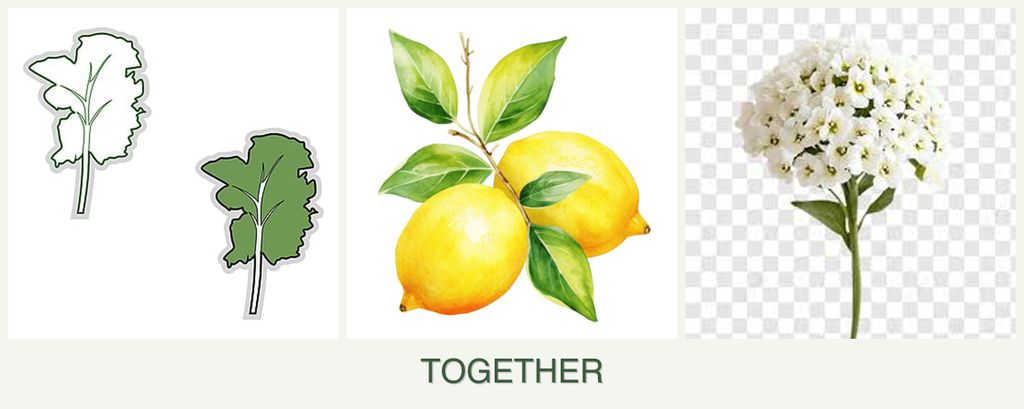 Can you plant kale, lemons and alyssum together?